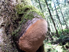 Phellinus alni