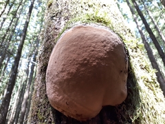 Phellinus alni