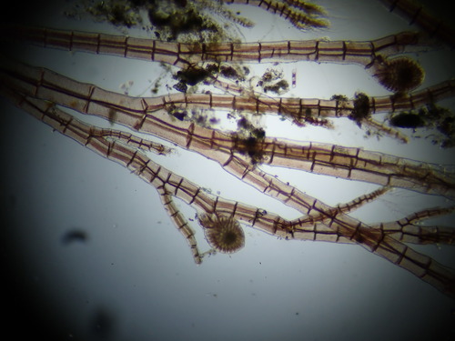 Melanothamnus, 2024-06-25