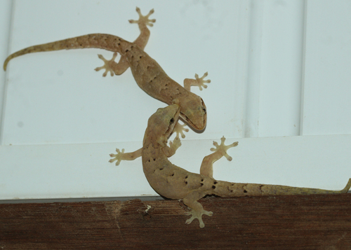 Mourning Gecko