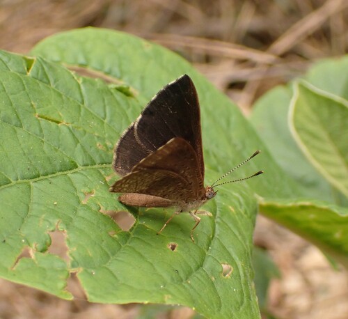 Petrocerus catiena