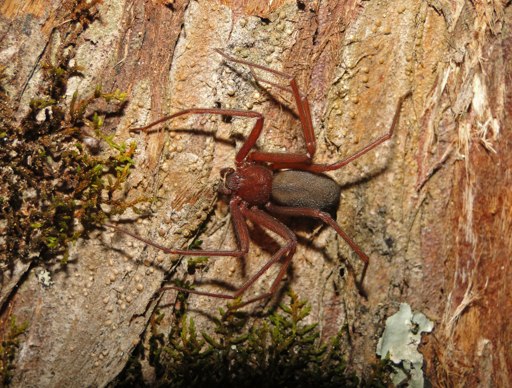 Loxosceles intermedia