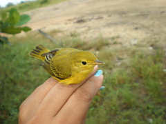 Setophaga petechia