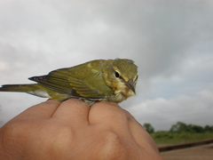 Leiothlypis peregrina