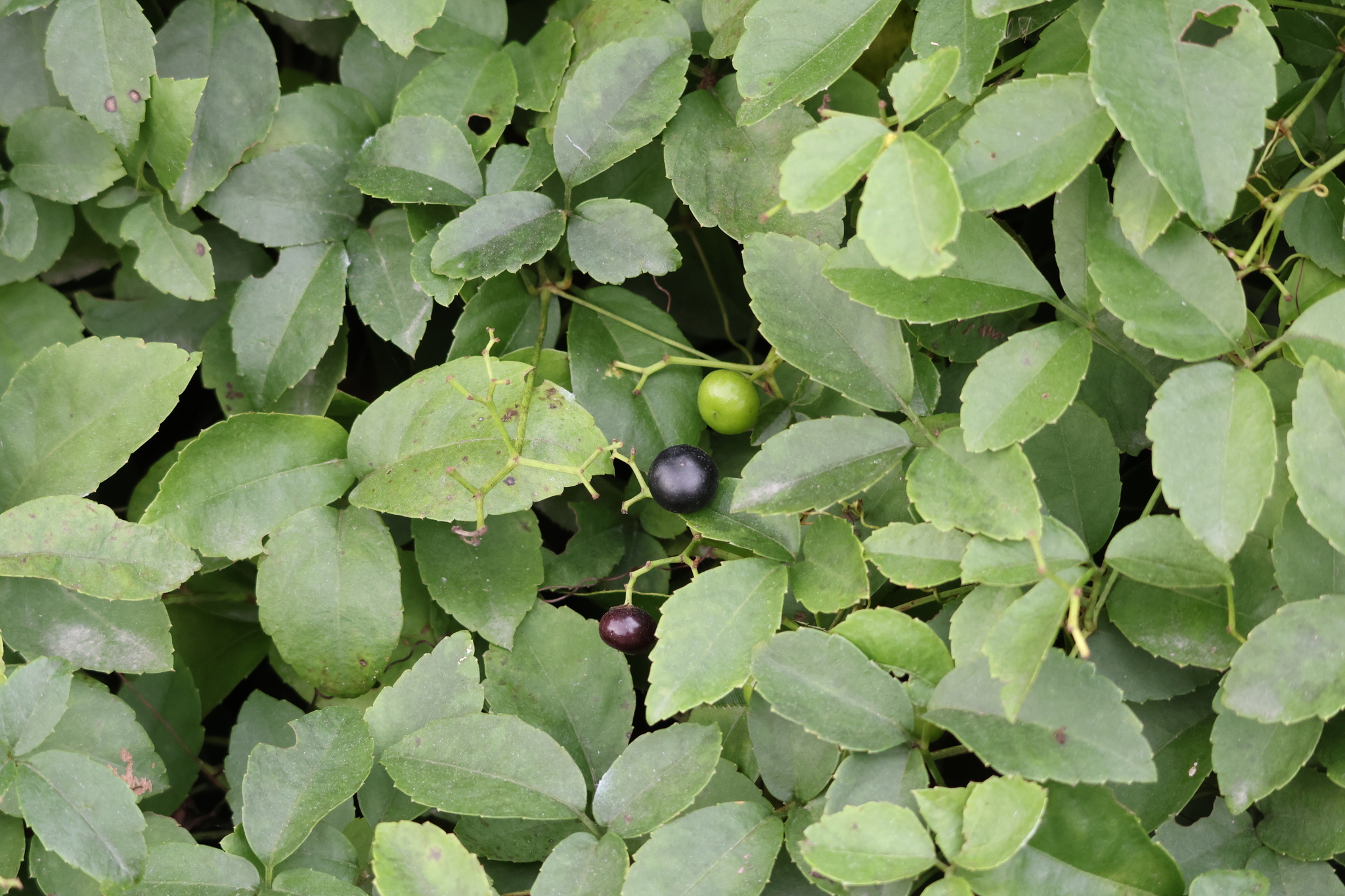 Causonis trifolia — ảnh 3