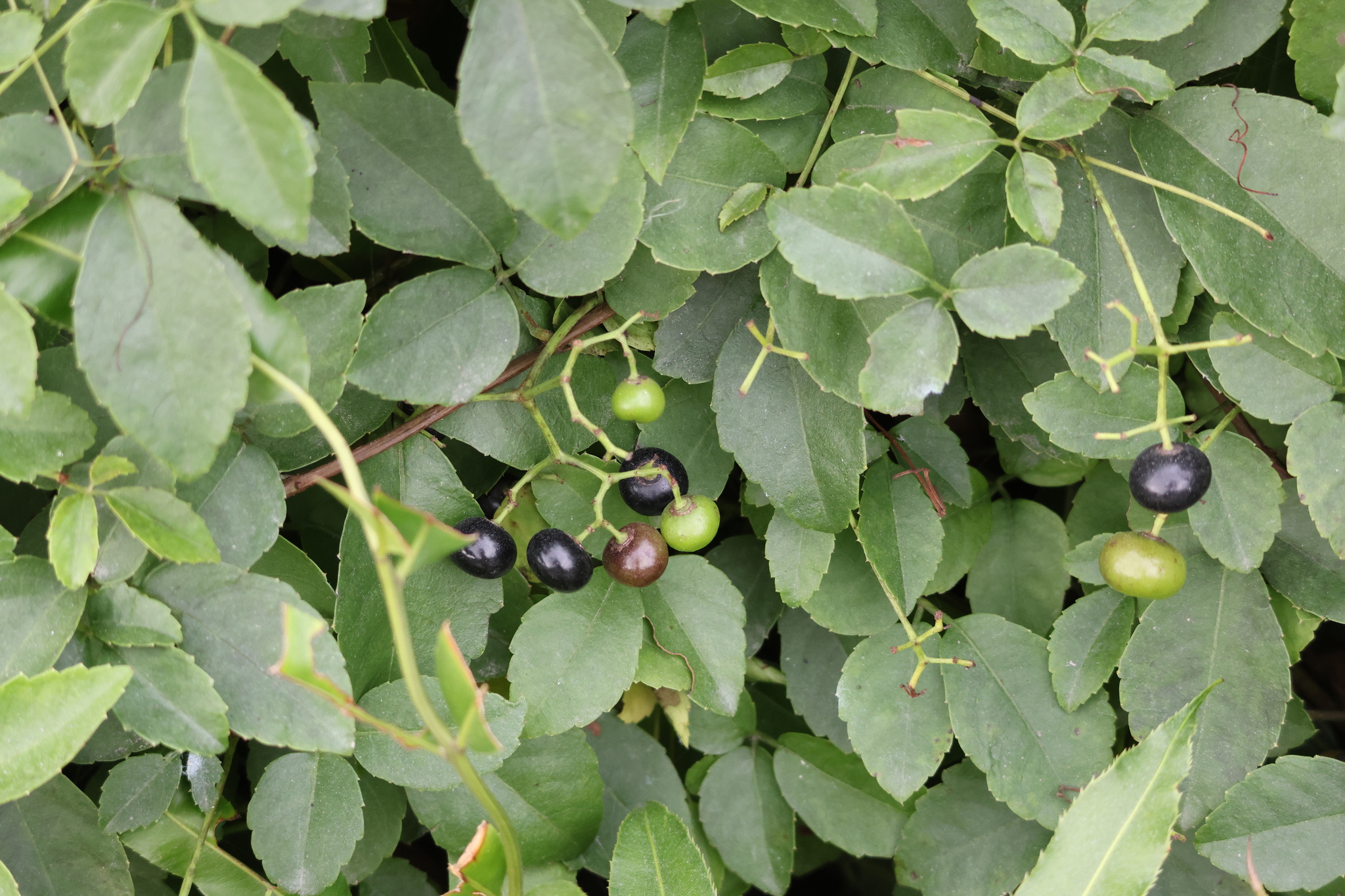 Causonis trifolia — ảnh 2