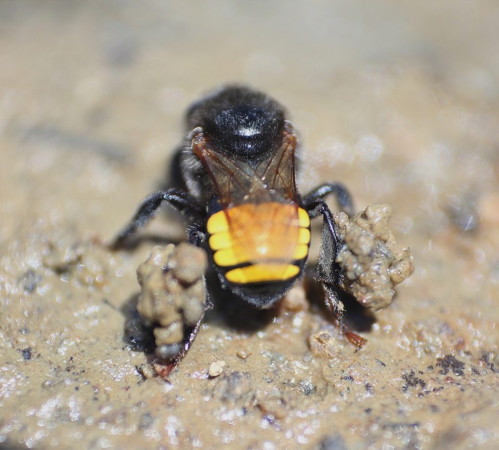 Melipona mandacaia