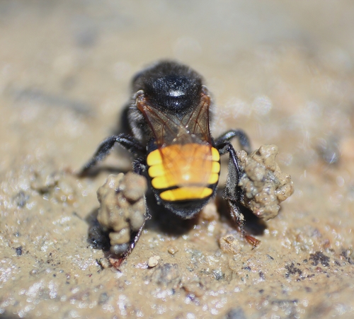Melipona mandacaia