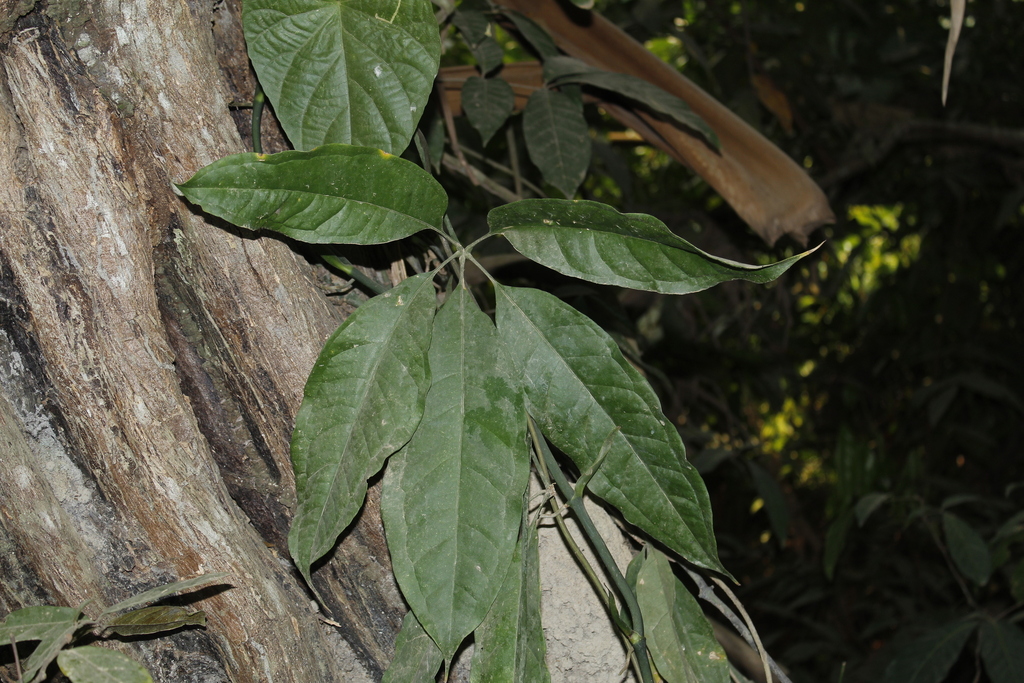 Anthurium sinuatum