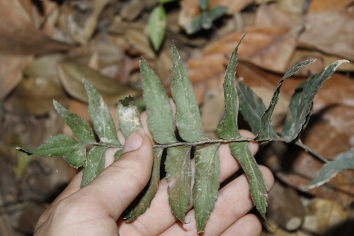 Image of Adiantum petiolatum by (c) Alex Karasoulos, some rights reserved (CC BY)