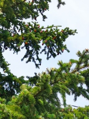 Picea jezoensis jezoensis