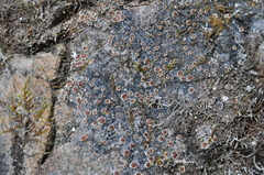 Acarospora glaucocarpa