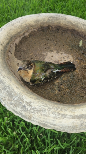 Diederik Cuckoo