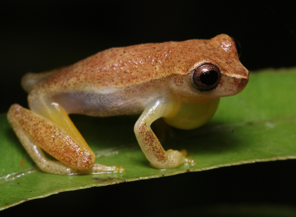 Rivero's Tiny Tree Frog (Dendropsophus minusculus)