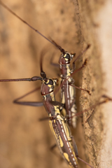 Olenecamptus indianus