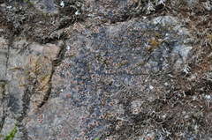 Acarospora glaucocarpa