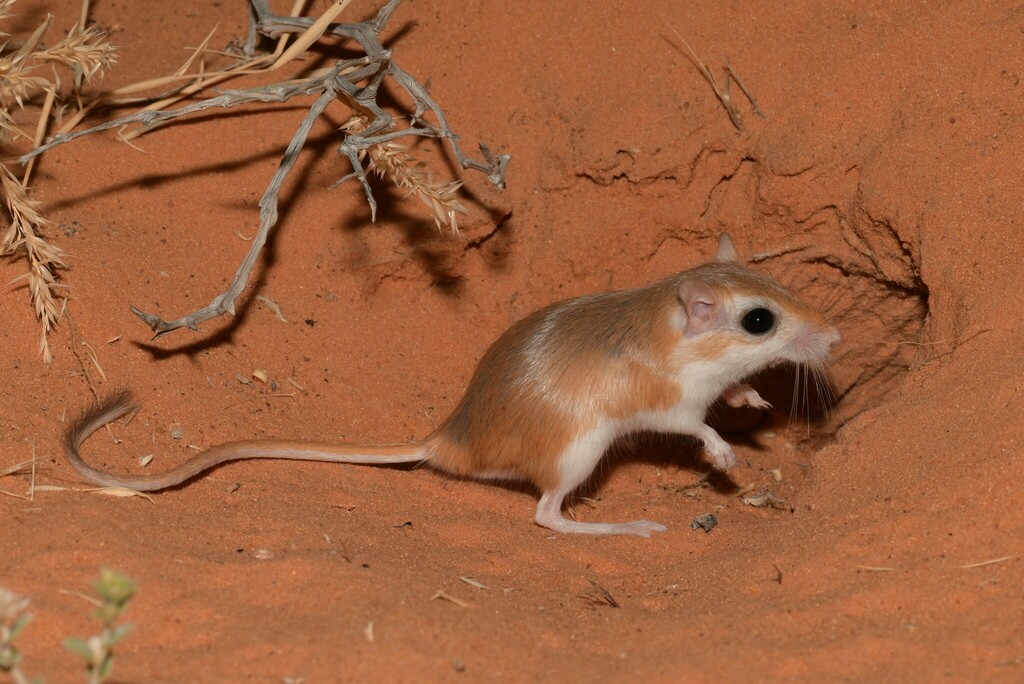 Cheesman's Gerbil