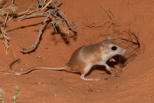 Gerbillus cheesmani Thomas, 1919