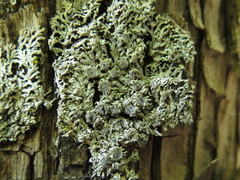 Physconia subpallida