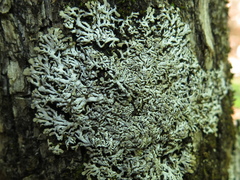 Physconia subpallida