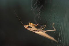 Hierodula pistillinota