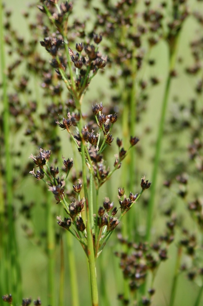 Juncus atratus
