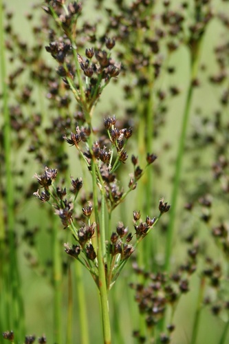 Juncus atratus