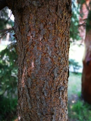 Picea jezoensis jezoensis