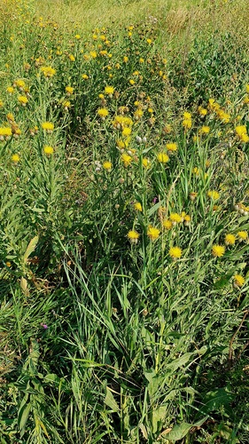 Centaurea glastifolia, photograph 6
