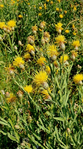 Centaurea glastifolia, photograph 5