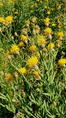 Centaurea glastifolia, photograph Анна Митрошенкова, CC BY, iNaturalist via GBIF