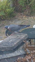 Columba palumbus