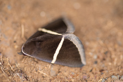 Poaphilini