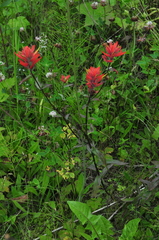 Castilleja miniata fulva