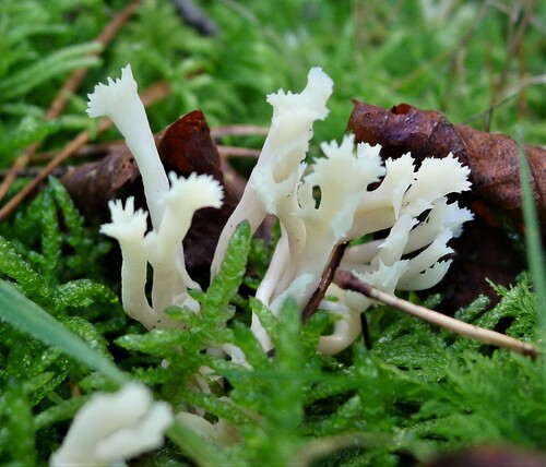 White Coral Fungus