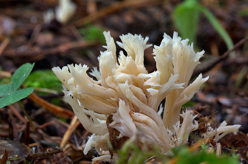 White Coral Fungus