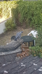 Columba palumbus