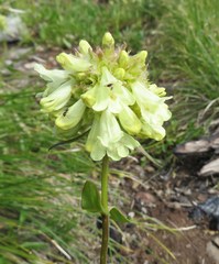 Penstemon flavescens