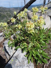 Penstemon flavescens