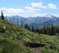 Penstemon flavescens