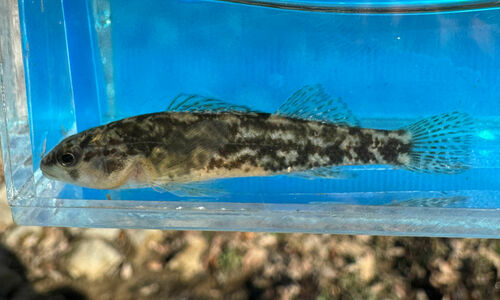 Headwater darter (Etheostoma lawrencei) — Percidae — 5