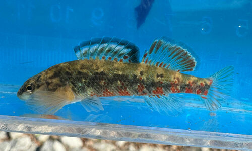 Headwater Darter