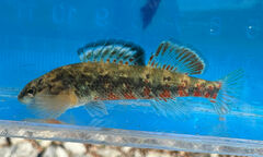 Headwater Darter photo 4