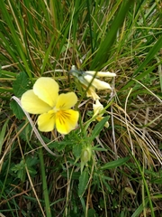 Viola lutea sudetica