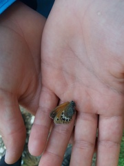Coenonympha gardetta