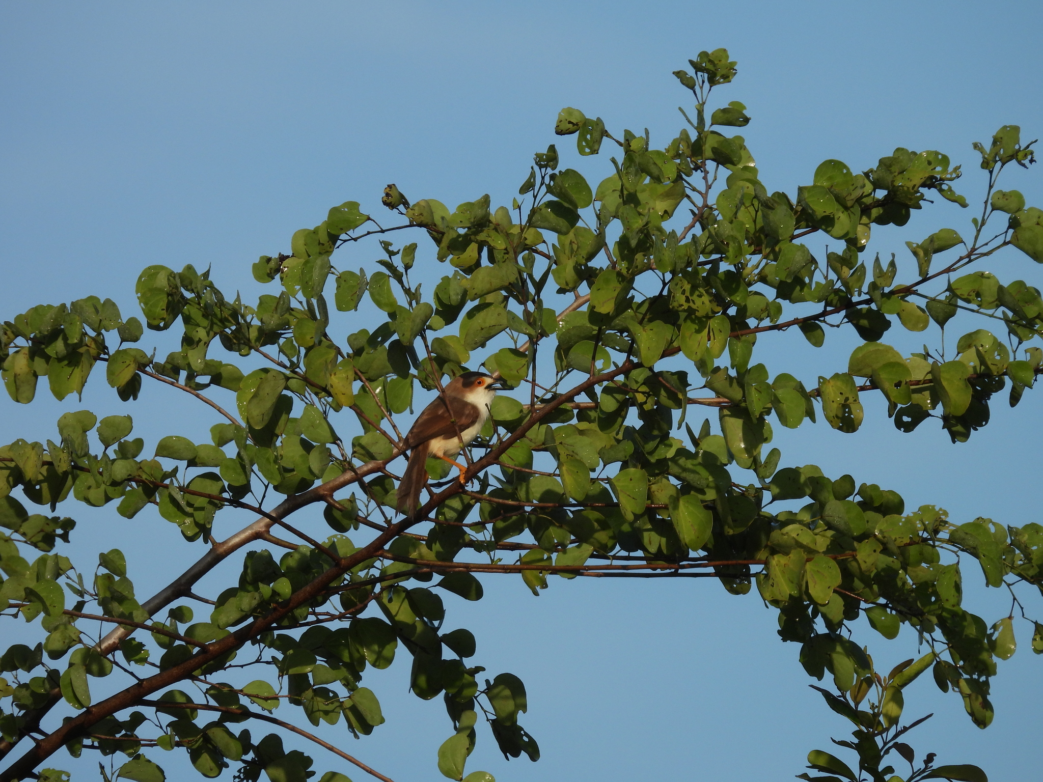 Yellow-eyed Babbler