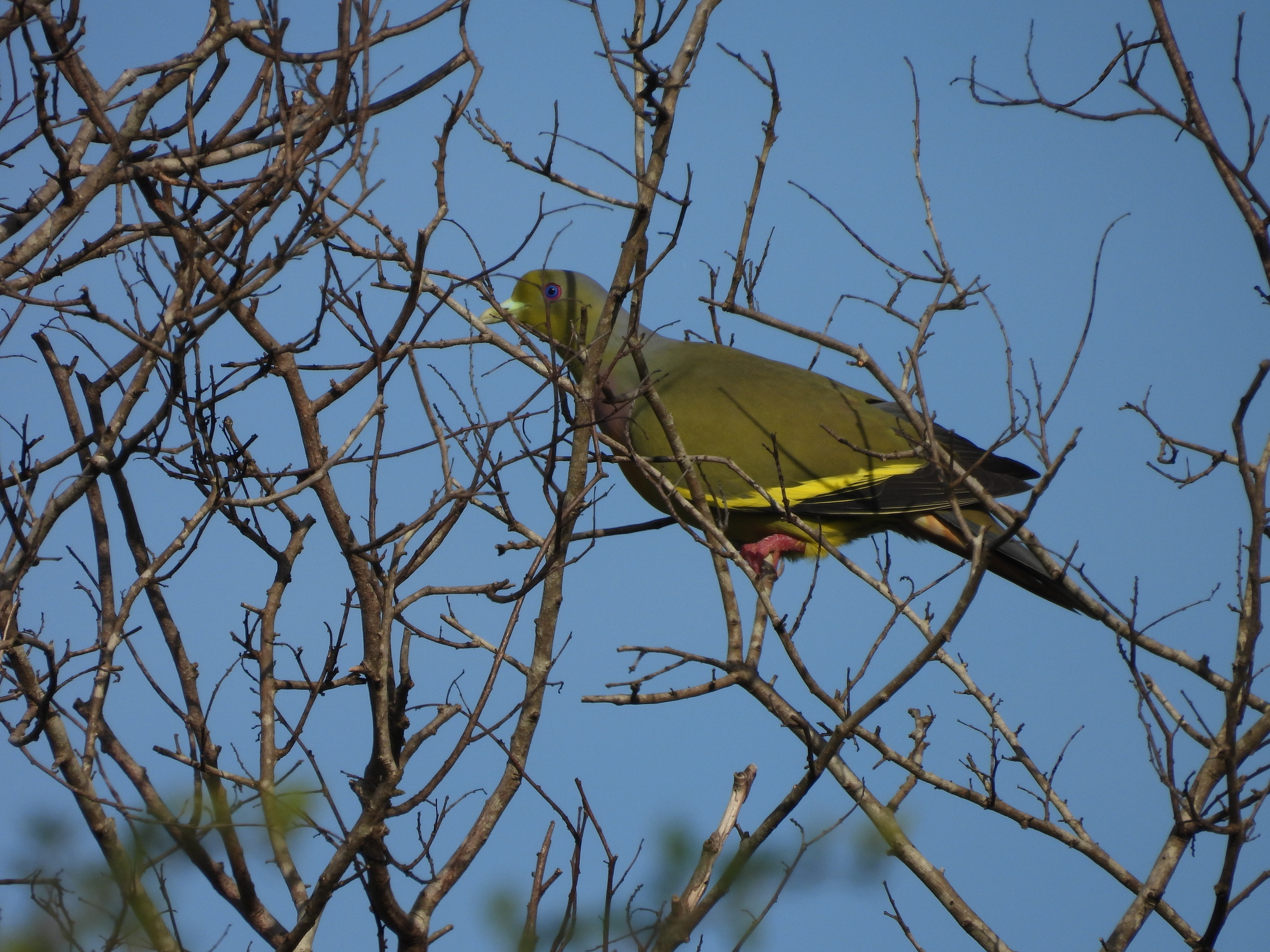 Orange-breasted Green Pigeon
