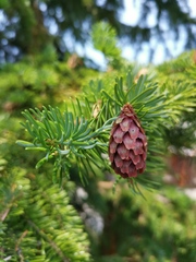 Picea jezoensis jezoensis