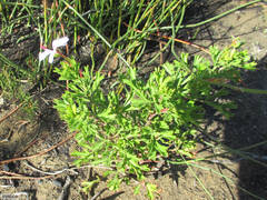 Pelargonium ternatum