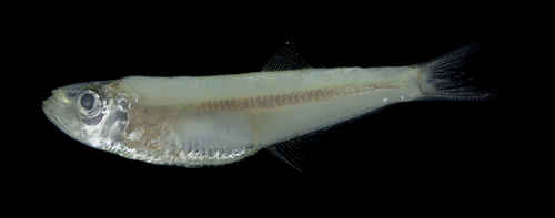 Dogtooth herring (Chirocentrodon bleekerianus) — Pristigasteridae
